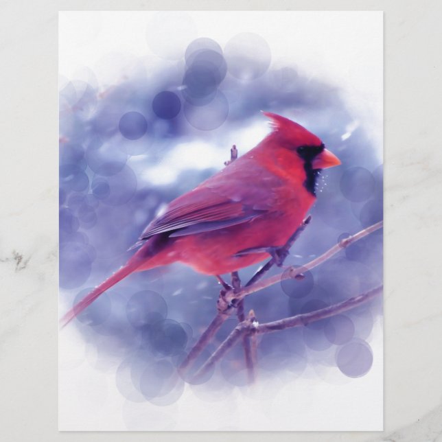Lámina Cardenal rojo en Blizzard (Anverso)