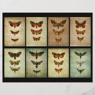 Lámina Cartas de cuaderno ATC de Moth de Estilo Victorian