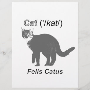 Lámina Cat Felis Catus