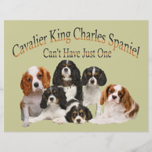 Lámina Cavalier King Charles Spaniel no puede tener uno s