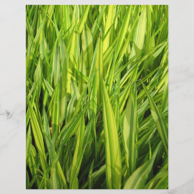 Lámina Césped (Anverso)