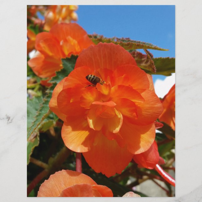 Lámina cielo, flores y abeja (Anverso)