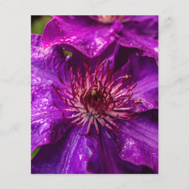Lámina Clematis El Presidente (Anverso)