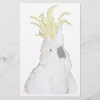 Lámina Cockatoo