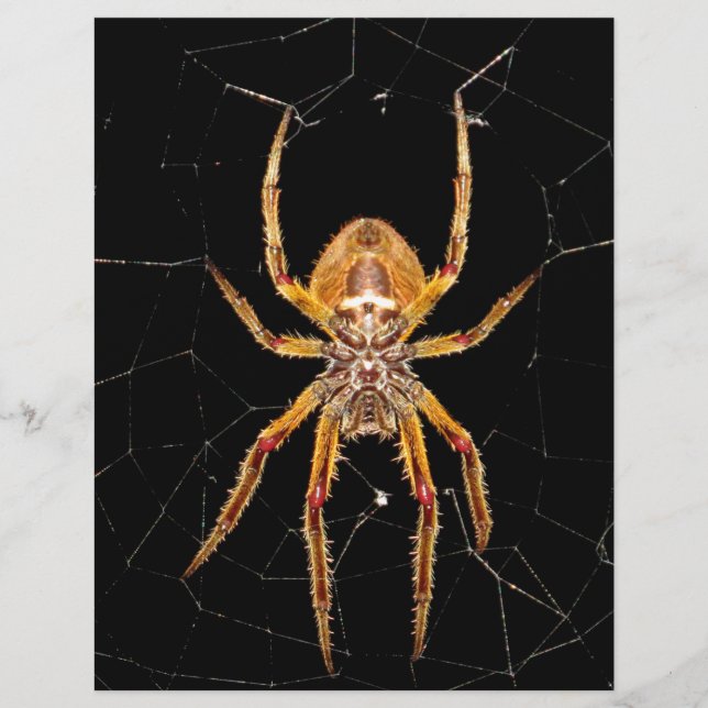 Lámina colombia de araña macro de insectos (Anverso)