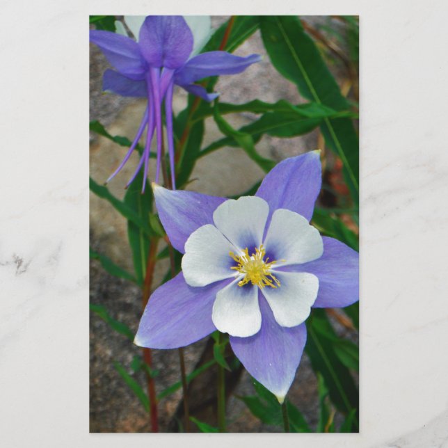 Lámina Columbina azul (Anverso)