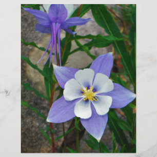 Lámina Columbina azul