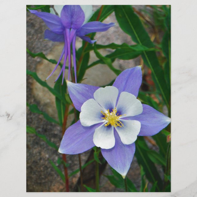 Lámina Columbina azul (Anverso)