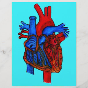 Lámina Corazón anatómico acuático dibujado a mano