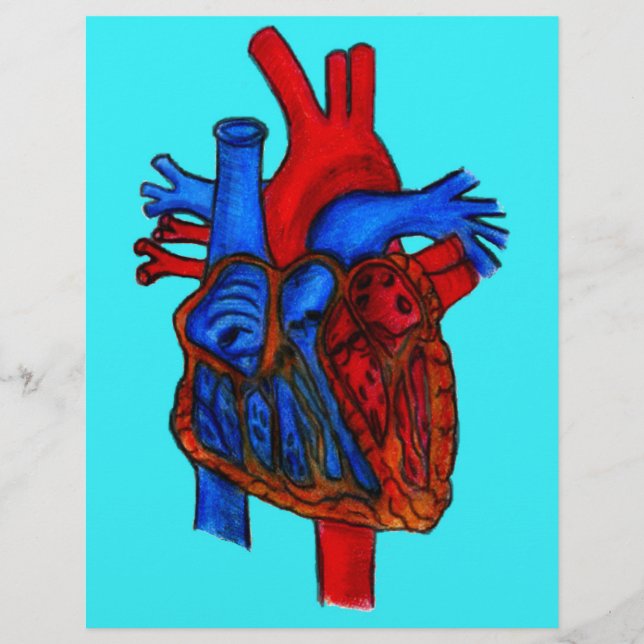 Lámina Corazón anatómico acuático dibujado a mano (Anverso)