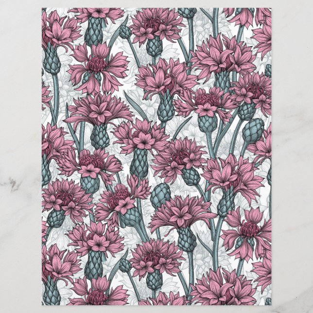 Lámina Cornflores rosas, flores silvestres en blanco (Anverso)