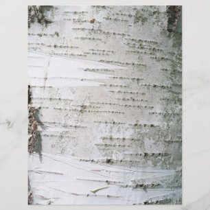 Lámina Corteza de Birch