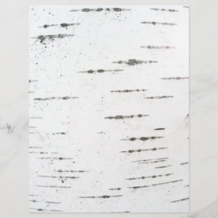 Lámina Corteza de Birch