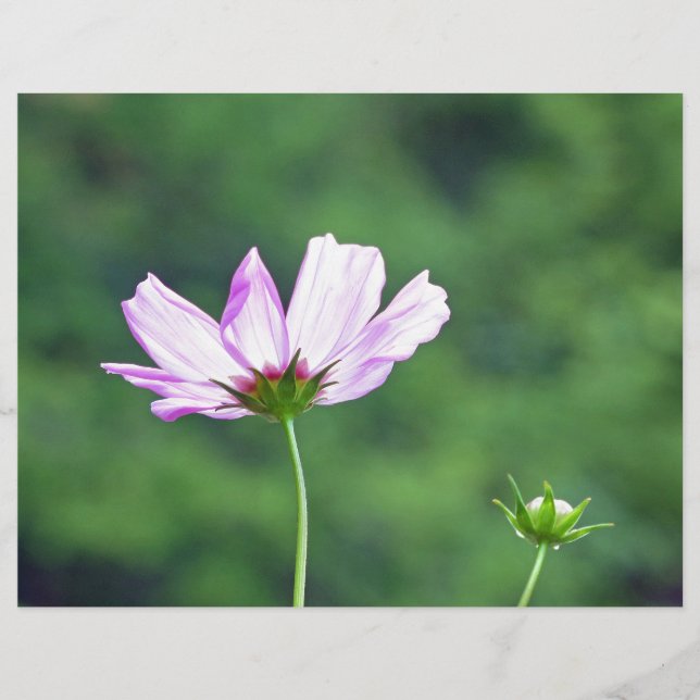 Lámina Cosmos (Anverso)