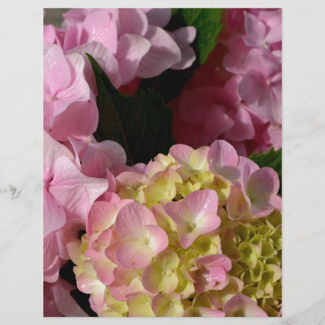 Lámina Crema rosa Hydrangeas amarillo rosa verde floral (Anverso)