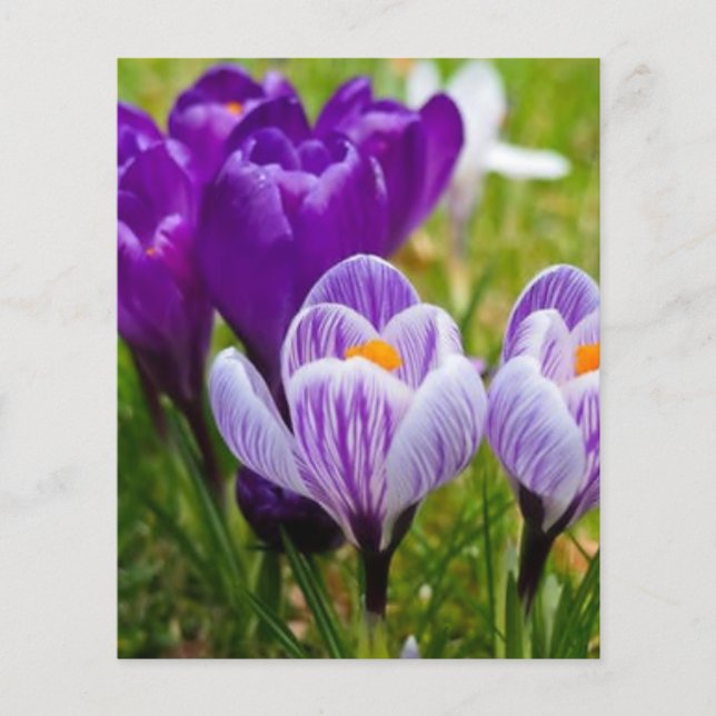 Lámina Crocus púrpura (Anverso)