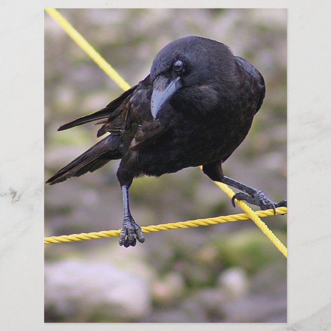 Lámina Crow en la encrucijada (Anverso)
