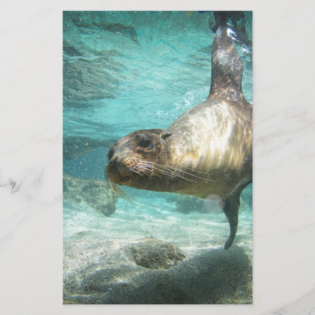 Lámina Curioso león de mar Galápagos bajo el agua (Anverso)