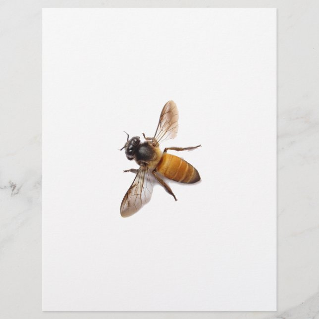 Lámina Cute abeja de miel abeja abeja bombón (Anverso)