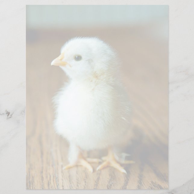 Lámina Cutest Baby Animals | Baby Chick (Anverso)