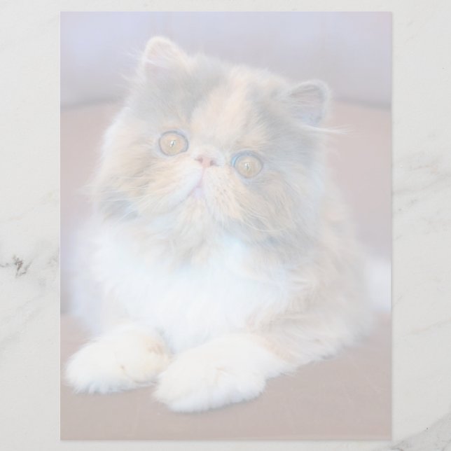 Lámina Cutest Baby Animals | Calico Persian Kitten (Anverso)