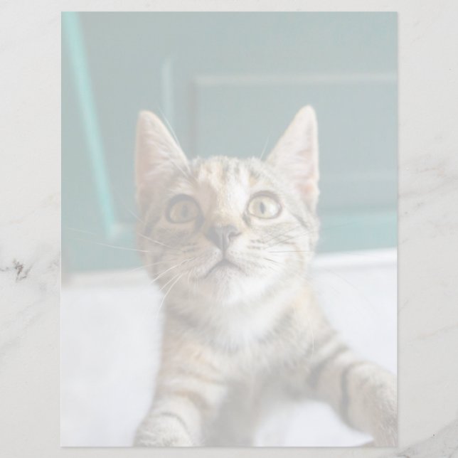 Lámina Cutest Baby Animals | Cute Tabby Kitten (Anverso)