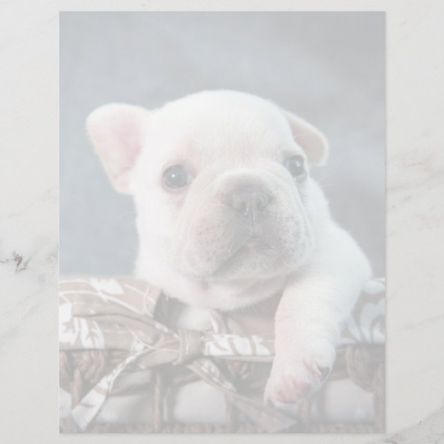 Lámina Cutest Baby Animals | French Bulldog (Anverso)