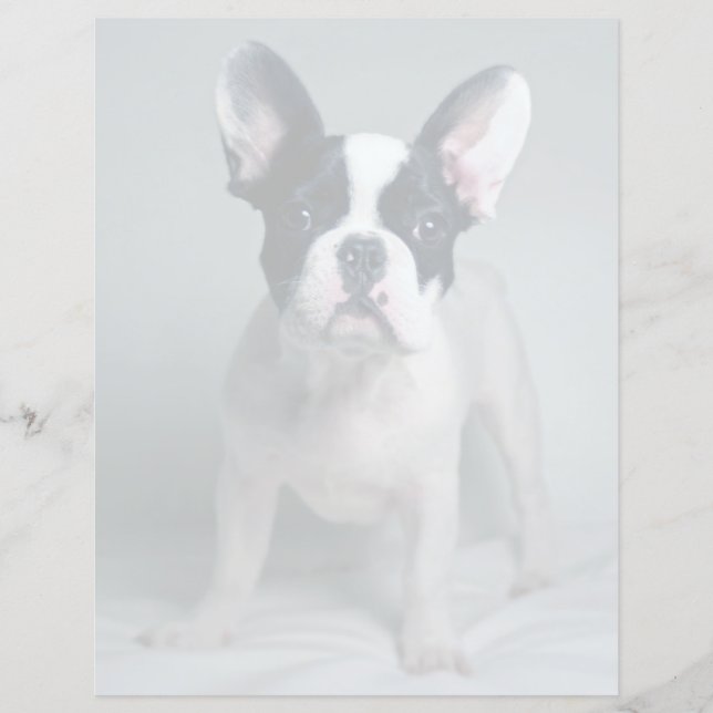 Lámina Cutest Baby Animals | French Bulldog Puppy (Anverso)