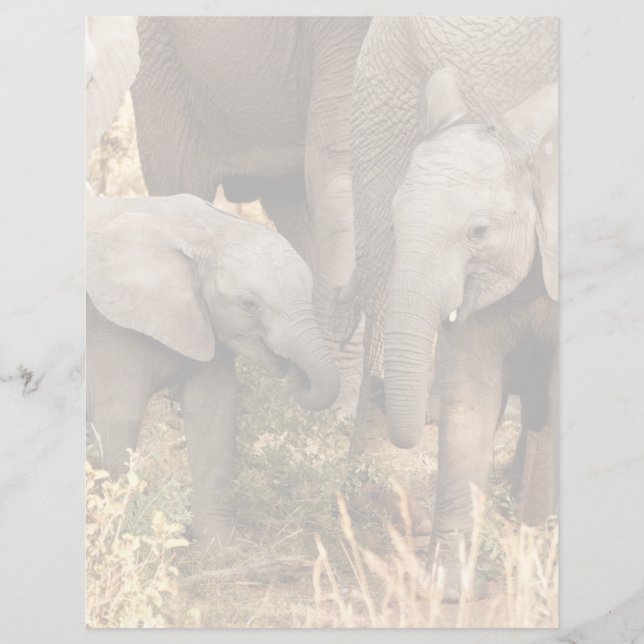 Lámina Cutest Baby Animals | Two Young Elephants (Anverso)