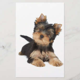 Lámina Cutto yorkie