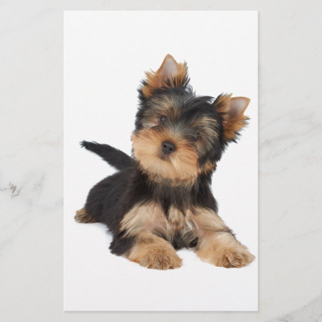 Lámina Cutto yorkie (Anverso)