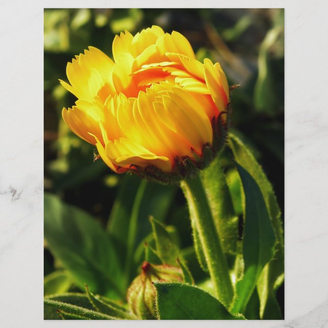 Lámina Daisy (Anverso)