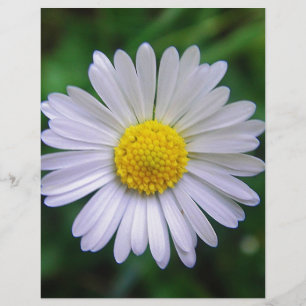 Lámina Daisy amarillo-blanco brillante
