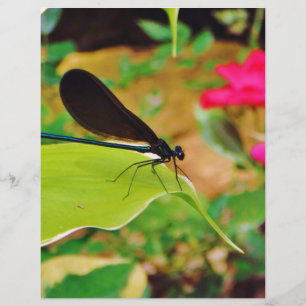Lámina Damselfly y Rosa
