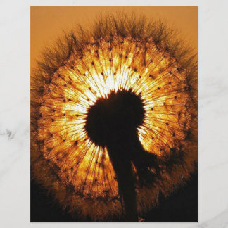 Lámina Dandelion al atardecer