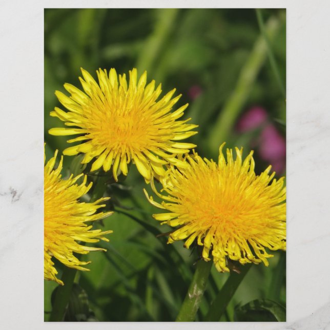 Lámina Dandelions (Anverso)