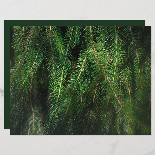Lámina Dark green spruce tree, winter Scrapbook Paper (Anverso / Reverso)