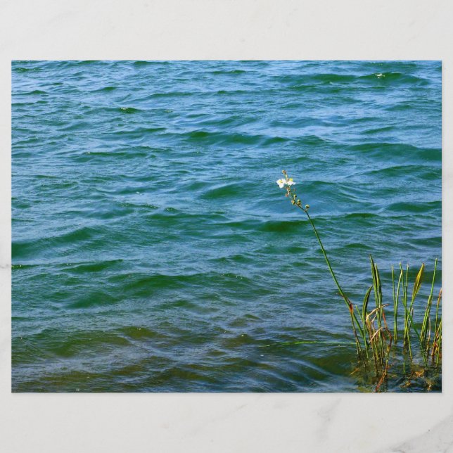 Lámina de agua de flores blancas simples (Anverso)