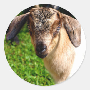 Lámina de cabra para bebés adorable de Pegatinas