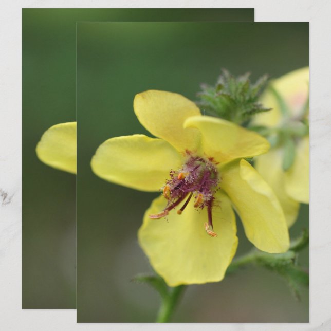 Lámina Delicada flor amarilla encuadra (Anverso / Reverso)
