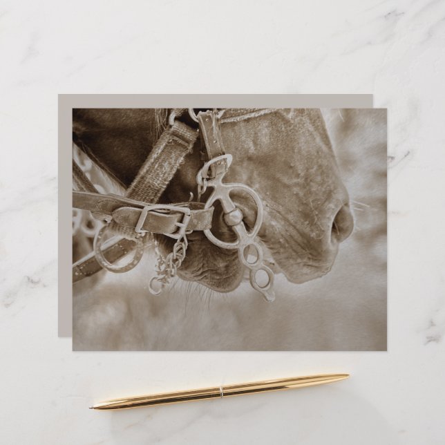 Lámina Desenlace Rústico de la Sepia Occidental del Cabal (Anverso/Reverso In Situ)