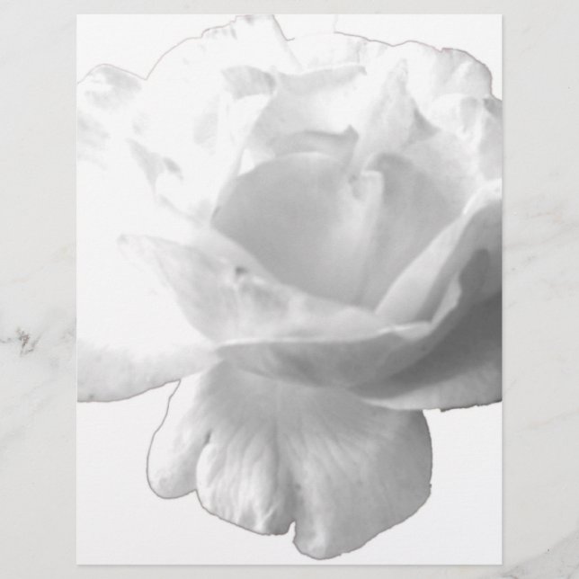 Lámina Diseño de rosa blanca (Anverso)