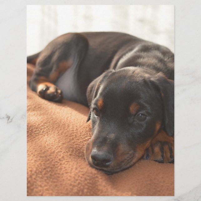 Lámina doberman-pinscher-puppy (Anverso)