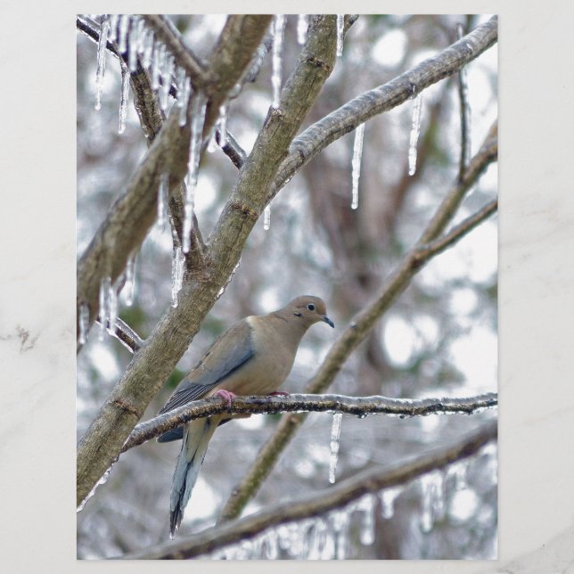 Lámina Dove de duelo (Anverso)