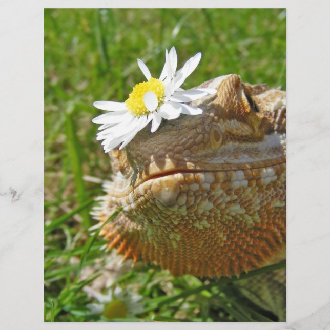 Lámina Dragón barbudo (Anverso)