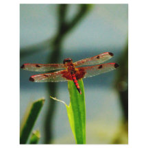 Dragonfly rojo y negro visto