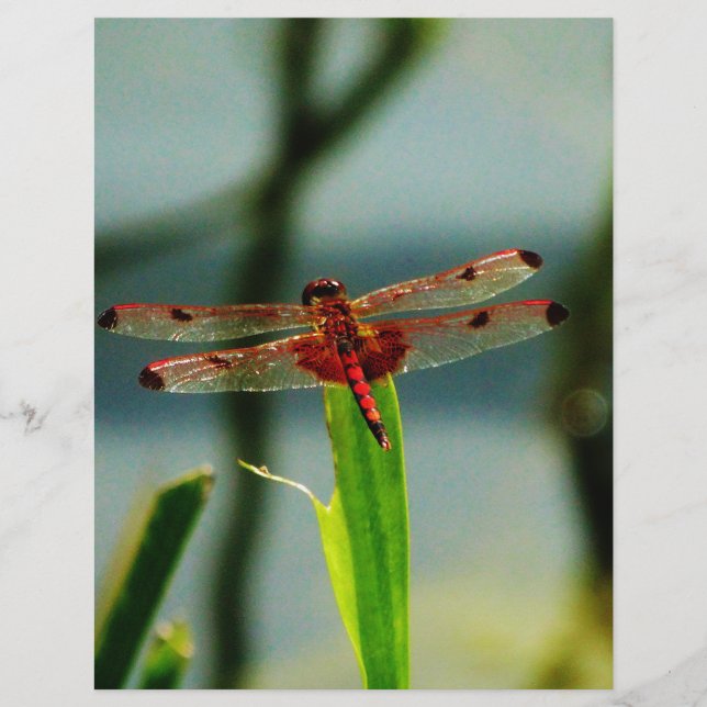 Lámina Dragonfly rojo y negro visto (Anverso)