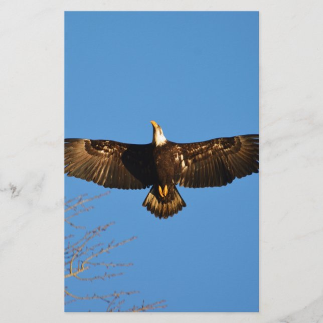Lámina El águila calva se eleva1 (Anverso)