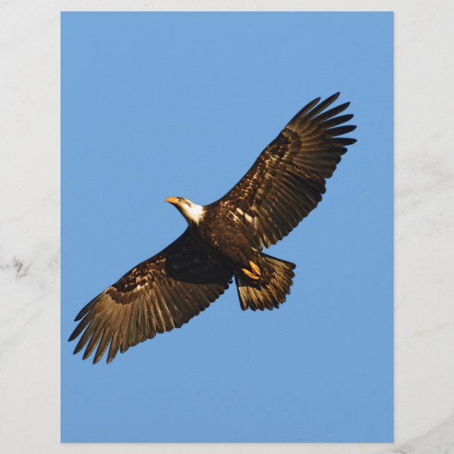 Lámina El águila calva se eleva 2 (Anverso)