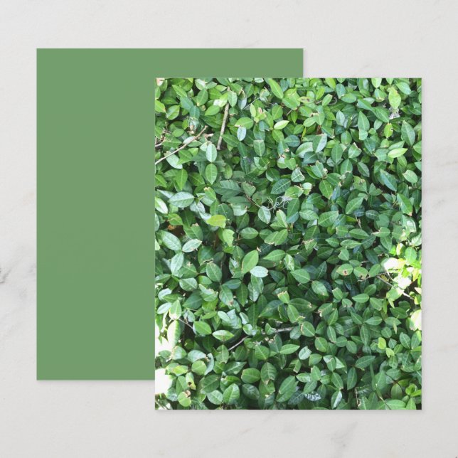 Lámina El jazmín verde deja papel de libro de carátula de (Anverso / Reverso)